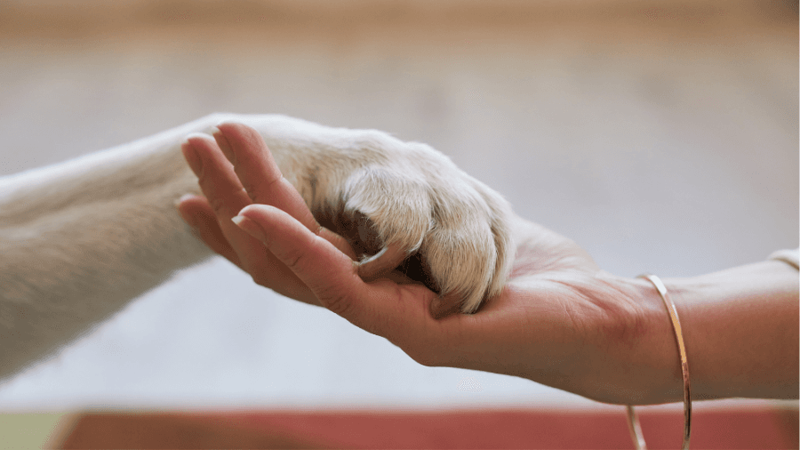 Care.com Premium: Transform Your Pet Care